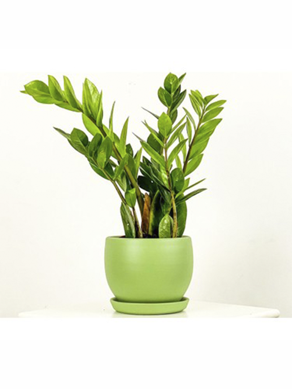 Zamia Çiçeği Fidanı 20Cm-40Cm