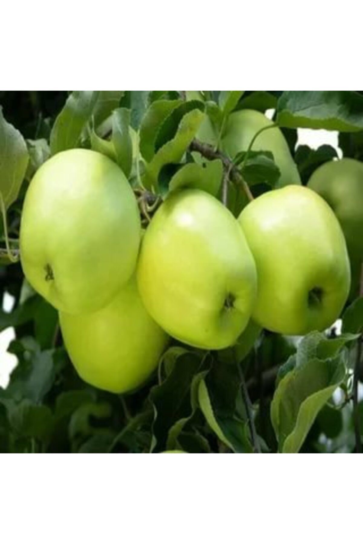 Yeşil Elma Ağacı Tam Bodur 80 Cm