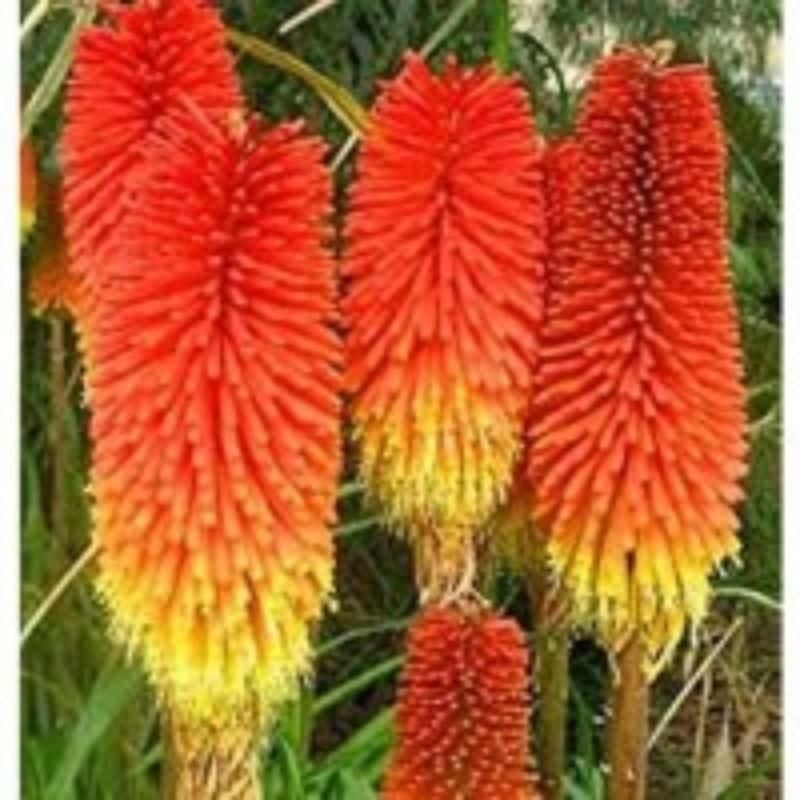 Fener Çiçeği Red Hot Poker