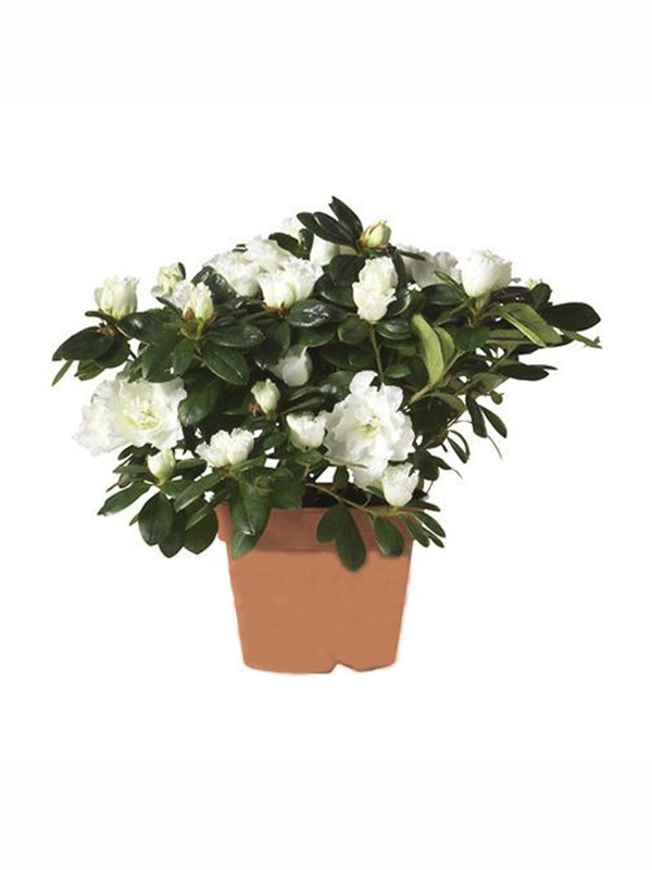 Beyaz Açelya Çiçeği 20Cm-40Cm
