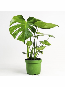 Monstera Deve Tabanı Çiçeği Fidanı