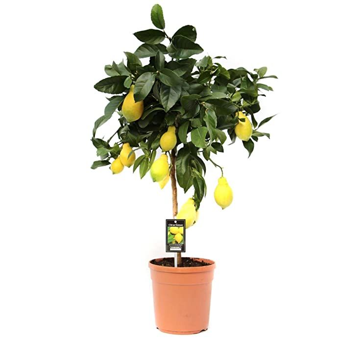 Jumbo Limon Ağacı Fidanı 150 Cm 200 Cm (Saksıda)