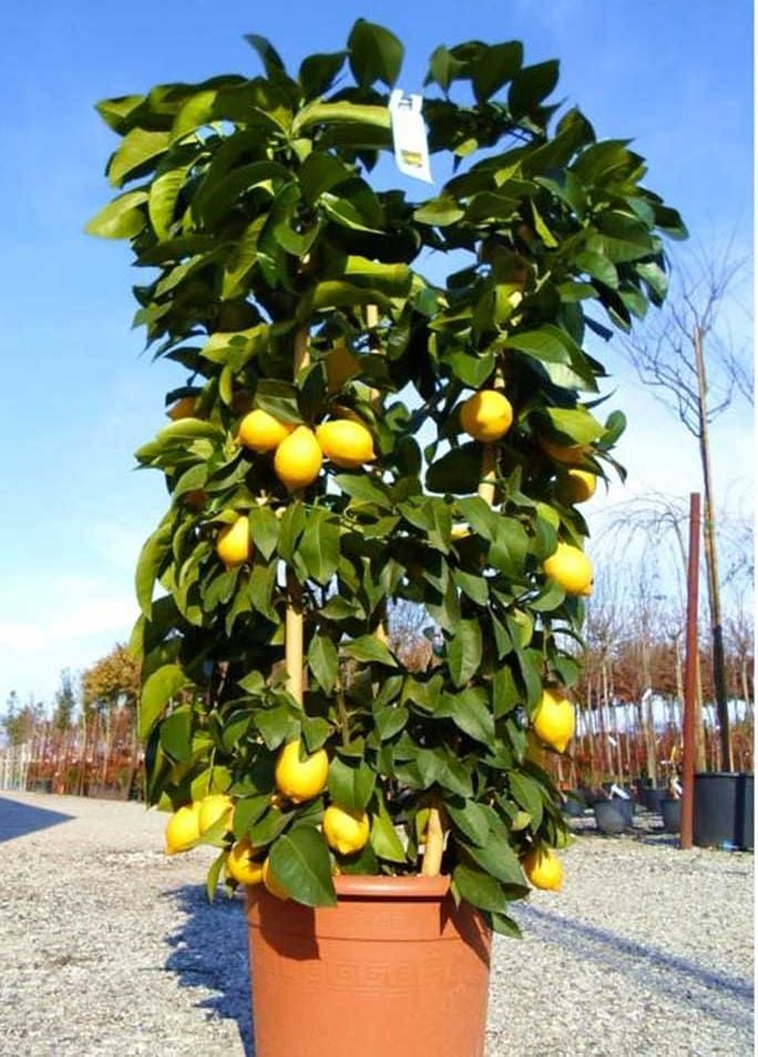 Citrus Limon Ağacı Fidanı Yediveren 80 Cm 100 Cm (Saksıda)