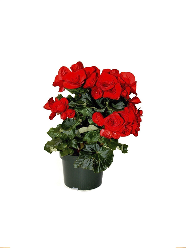 Kırmızı Katlı Begonya Çiçeği Fidanı 20Cm-40Cm