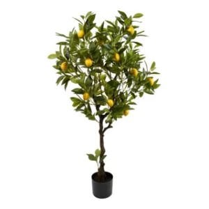 Japon Limon Ağacı Fidanı 80 Cm 100 Cm (Saksıda)