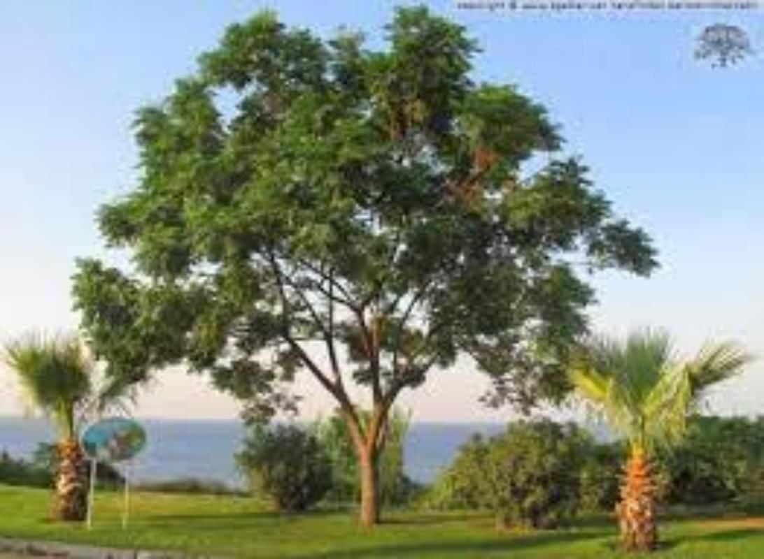 Tesbih Ağacı Tijli Ağaç 200 Cm