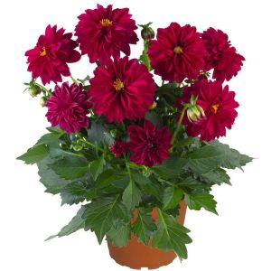 Bordo Dahlia Çiçeği 20Cm-40Cm