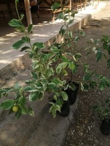 Alacalı Yapraklı Limon Ağacı Fidanı 80 Cm 100 Cm (Saksıda)