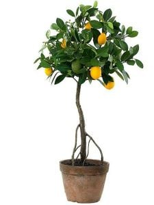 Limon Ağacı Fidanı Tam Bodur 80 Cm (Saksıda)