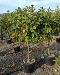 Alacalı Limon Ağacı Fidanı 80 Cm 100 Cm (Saksıda)