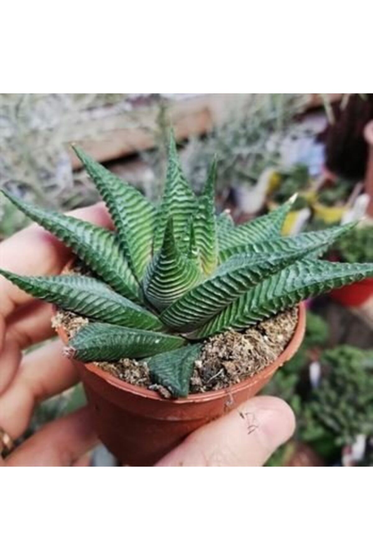 Haworthia Kaktüs Çiçeği 5Cm-15Cm