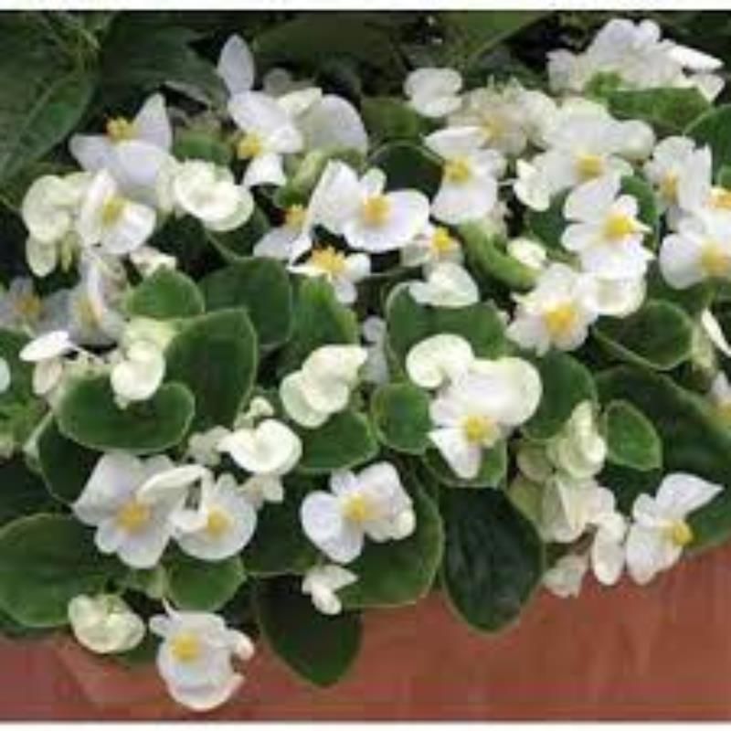 Beyaz Katlı Begonya Çiçeği Fidanı 20Cm-40
