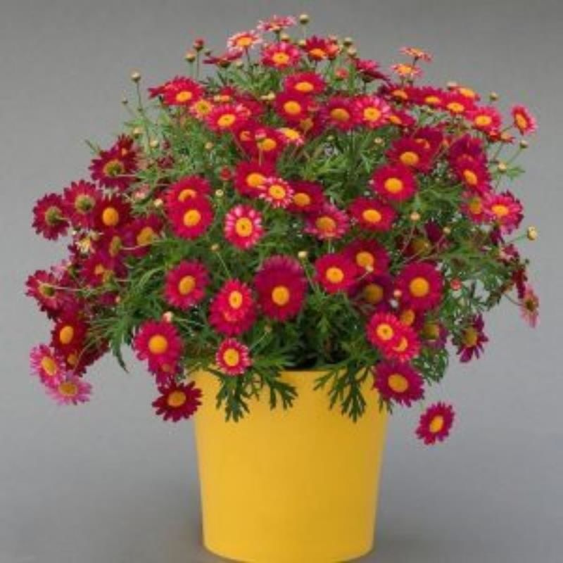 Kırmızı Çeşme Papatyası Çiçeği Fidanı 20Cm-40Cm