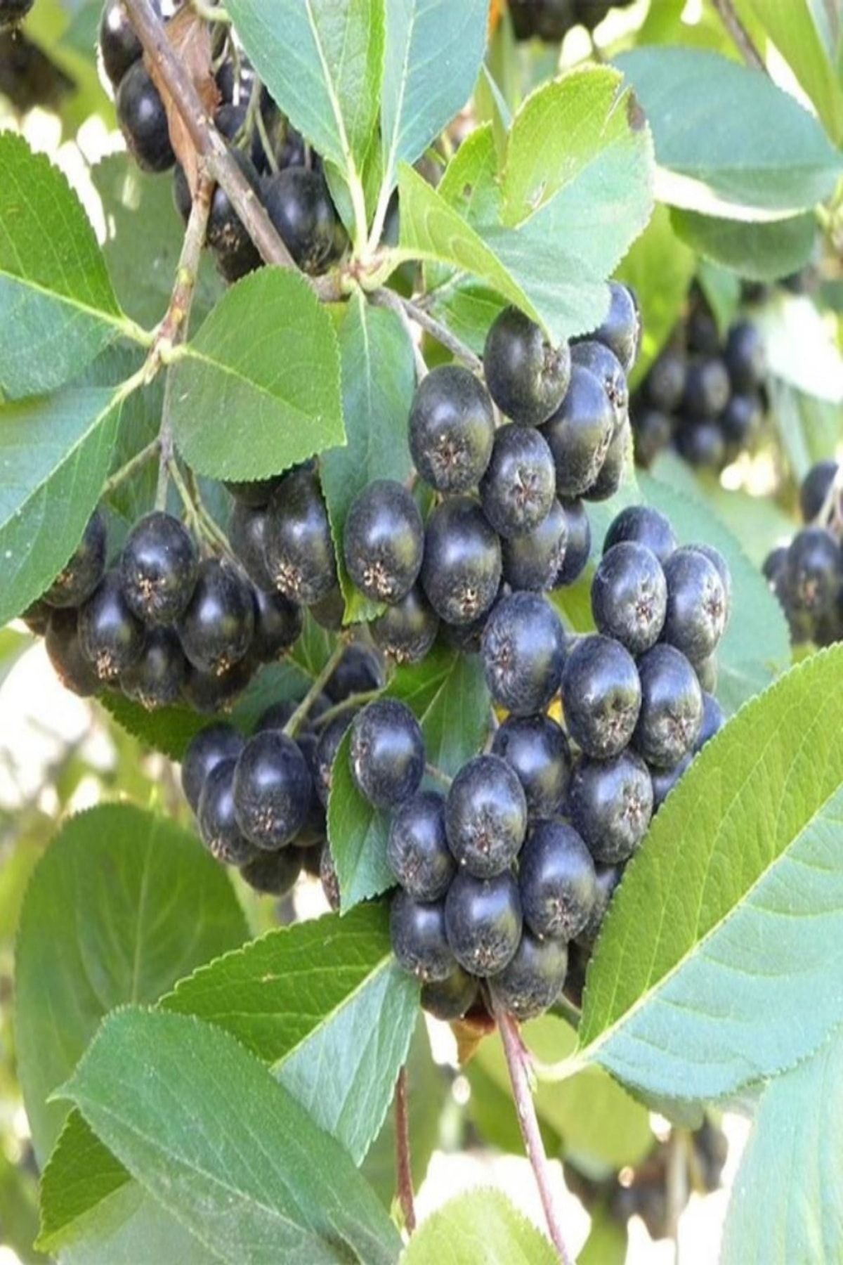 Chokoberry Siyah Aronia Fidanı 40-60 Cm