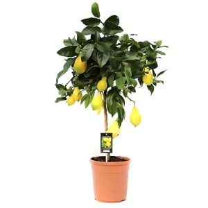 Japon Limon Ağacı Fidanı 150 Cm 200 Cm (Saksıda)