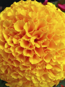 Kadife Çiçeği Fidanı Sarı 10 Adet