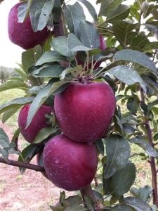 Starkrimson Delicious Elma Ağacı 3 Yaş 100 Cm 120 Cm