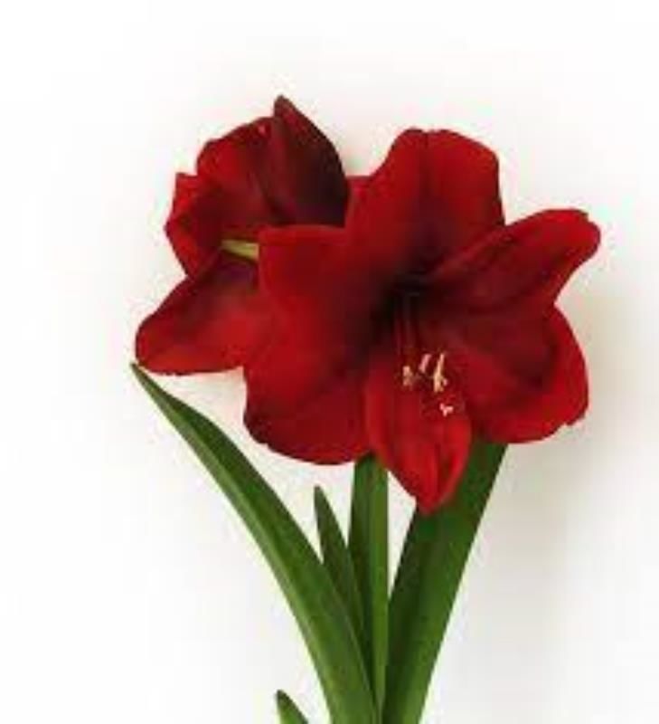 Kırmızı Amaryllis Zambak Fidanı 20Cm-40Cm