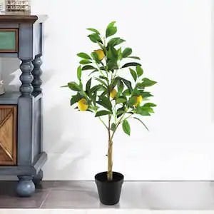 Curaka Limon Ağacı Fidanı 150 Cm 200 Cm (Saksıda)