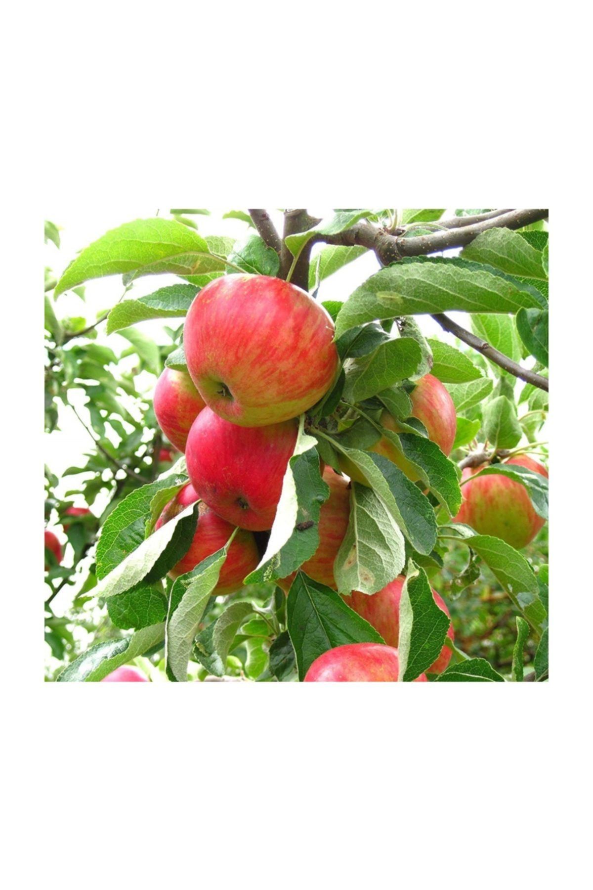 Erken Kırmızı Elma Ağacı 3 Yaş 100 Cm 120 Cm