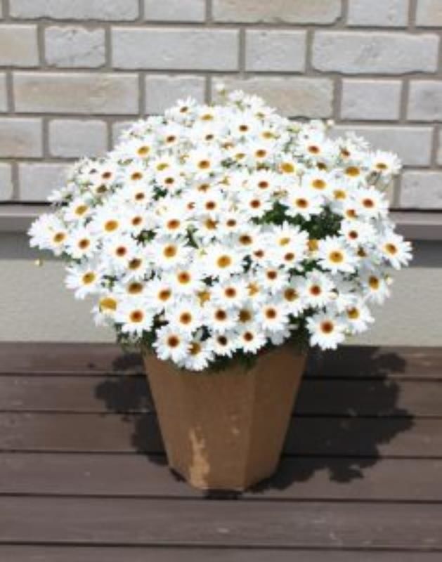 Beyaz Çeşme Papatyası Çiçeği Fidanı 20Cm-40Cm