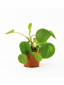 Çin Para Çiçeği Pilea 15Cm-20Cm