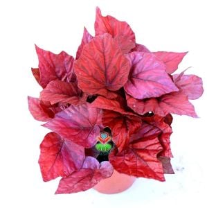 Kırmızı Yaprak Pembe Begonya Çiçeği Fidanı 20Cm-40Cm