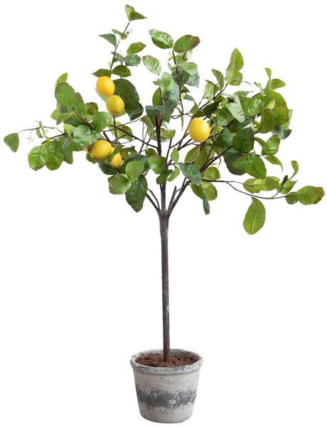 Beyaz Kokulu Limon Ağacı Fidanı 150 Cm 200 Cm (Saksıda)
