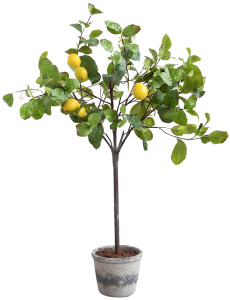 Beyaz Kokulu Limon Ağacı Fidanı 150 Cm 200 Cm (Saksıda)