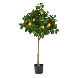 Zagara Bianca Limon Ağacı Fidanı 80 Cm 100 Cm (Saksıda)