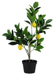 Curaka Limon Ağacı Fidanı 80 Cm 100 Cm (Saksıda)