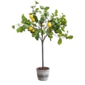 Bodur Limon Ağacı Fidanı 40 Cm 60 Cm (Saksıda)