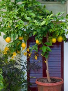 Interdonada Limon Ağacı Fidanı 150 Cm 200 Cm (Saksıda)