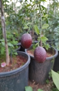 Avustralya Kırmızı Limon Ağacı Fidanı 80 Cm (Saksıda) 100 Cm