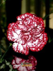 Kırmızı Beyaz Karanfil Çiçeği 60Cm-80Cm