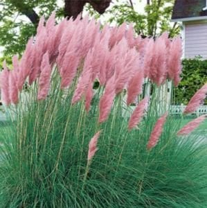 Pembe Pampas Saz Çiçeği Fidanı 100Cm-120Cm