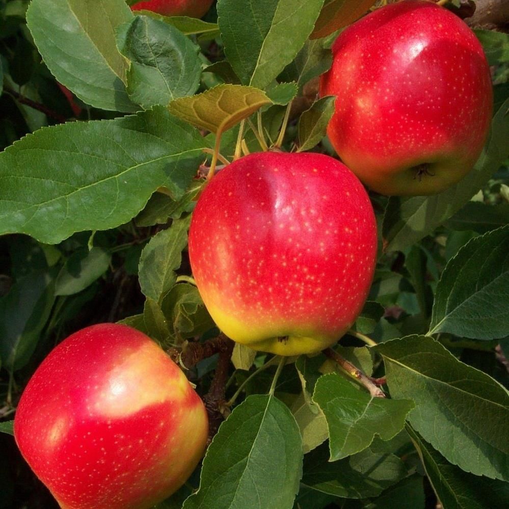 Starkrimson Delicious Elma Ağacı 5 Yaş 150 Cm 200 Cm