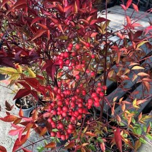 Cennet Bambusu Nandina Domestica 20Cm-40Cm