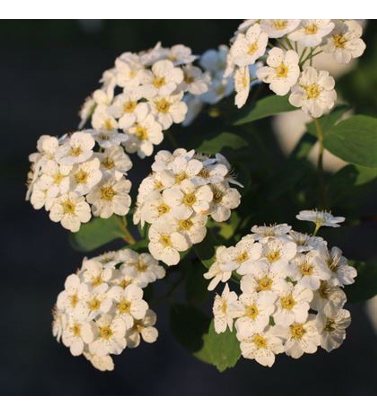 Beyaz İspirya Çiçeği Fidanı 40 Cm-60Cm