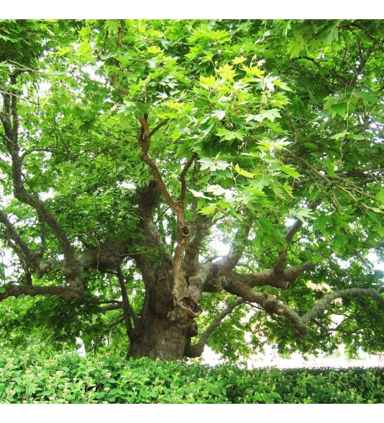 Çınar Tijli Ağaç 200 Cm