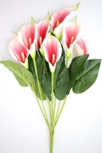 Pembe Beyaz Gala Kalla Çiçeği 20 Cm 40 Cm