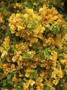 Sarı Begonvil Sarmaşığı Çiçeği Fidanı 40Cm-60Cm