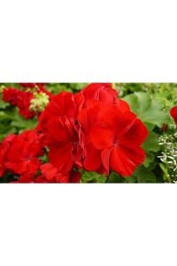Kırmızı Sardunya Çiçeği Fidanı 10Cm-30Cm