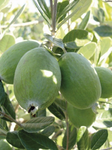 Kaymak Ağacı (Feijoa) 40-60Cm