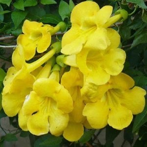 Sarı Acem Borusu Çiçeği Fidanı 100Cm-120Cm