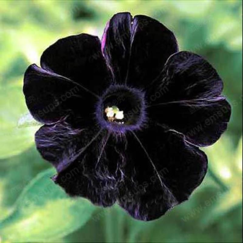 Siyah Petunya Çiçeği Askılı Saksı