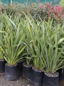 Yeşil Yeni Zelanda Keteni Phormium 40Cm-60Cm