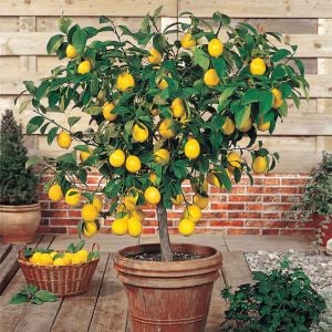 Mayer Limon Ağacı Fidanı Tam Bodur 60 Cm (Saksıda)