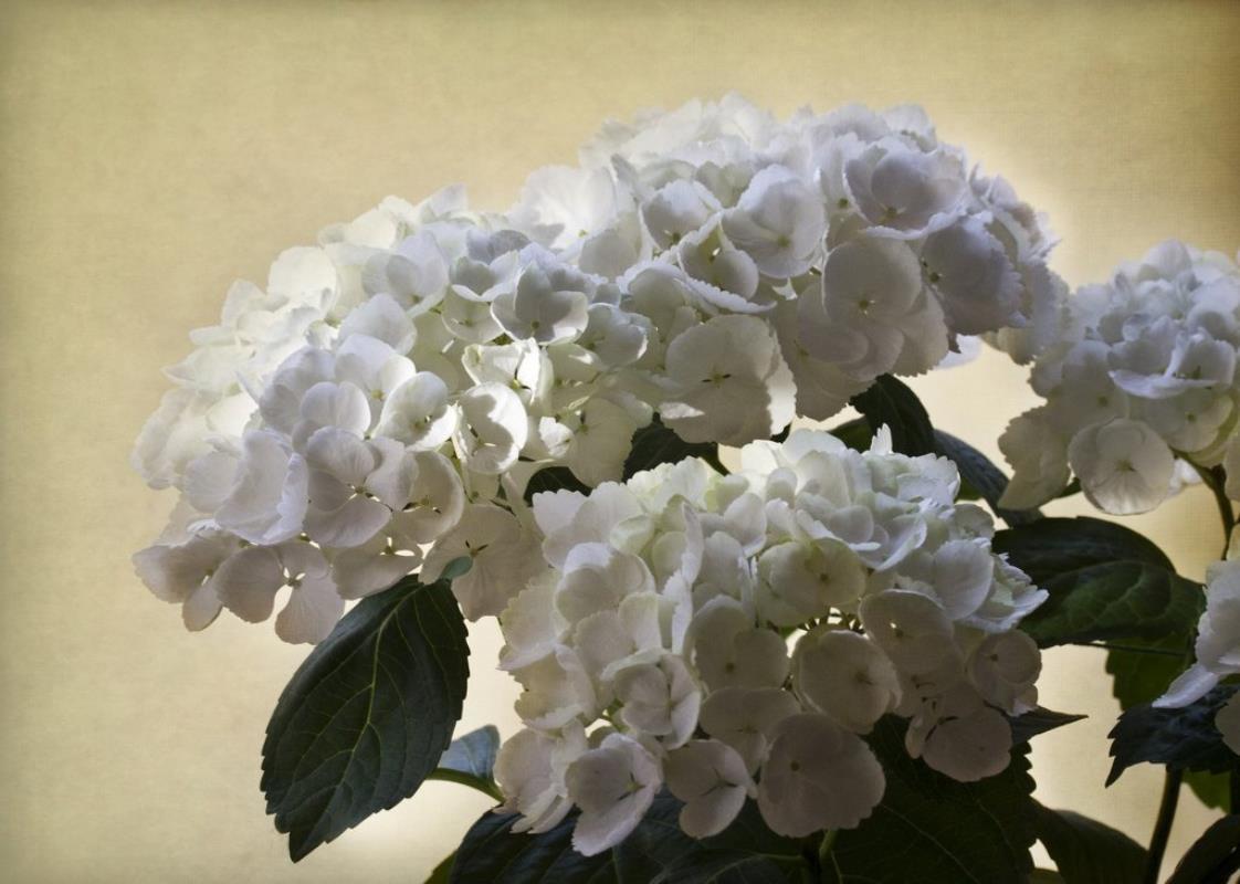 Beyaz Ortanca Çiçeği Fidanı Saksılı 40Cm-60Cm