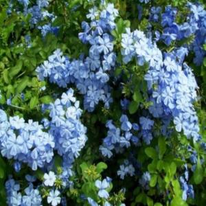 Mavi Yasemin Sarmaşık Çiçeği Fidanı Saksılı 100Cm-120Cm